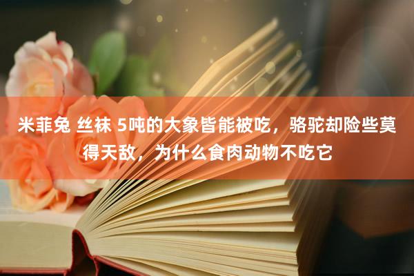 米菲兔 丝袜 5吨的大象皆能被吃，骆驼却险些莫得天敌，为什么食肉动物不吃它