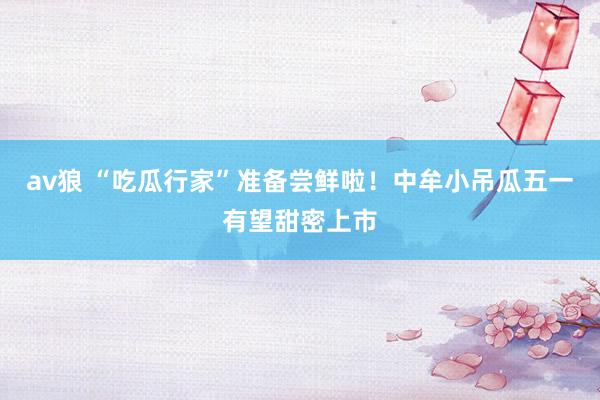 av狼 “吃瓜行家”准备尝鲜啦！中牟小吊瓜五一有望甜密上市